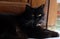 Close up and selective focus of Black cat, a common domestic catÂ with solid black coats with yellow eyes